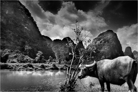 #049-015 Water buffalo are wonderfully patient, obedient and hard working. These animals are well suited to the small plot farms of China's south. Today, this Guilin landscape attracts many tourists who marvel at the karst limestone formations.